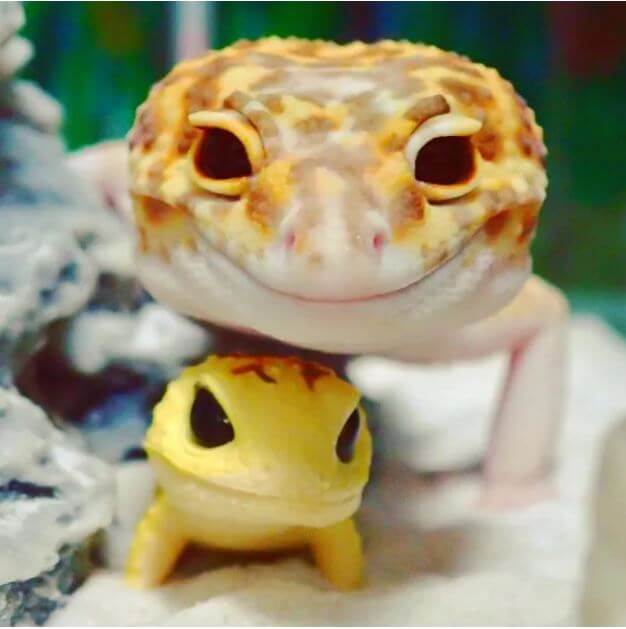 toy lizards, gecko smiling