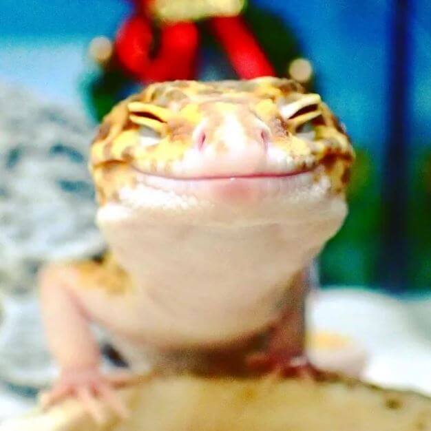 toy lizards, gecko smiling