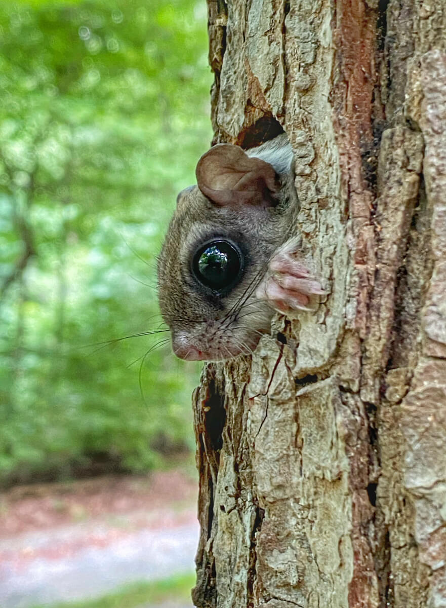 flying squirrels