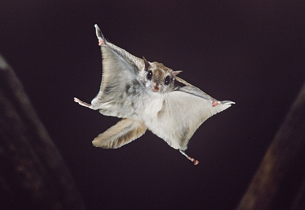 flying squirrels