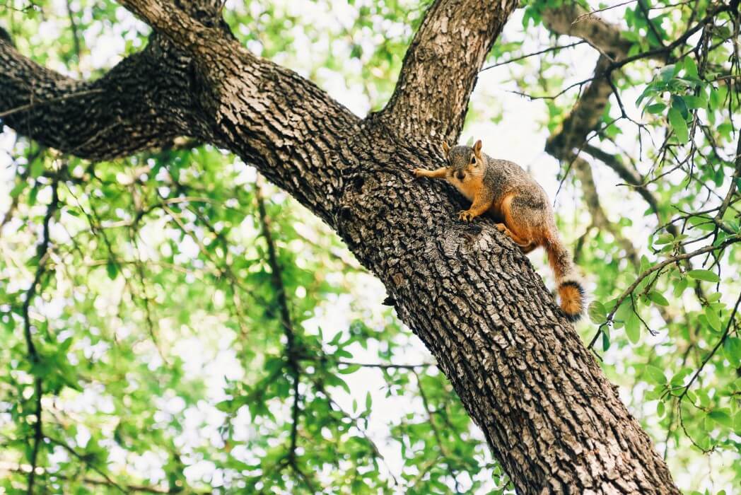 flying squirrels