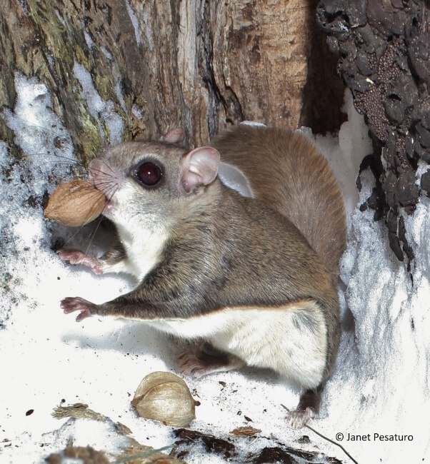 flying squirrels