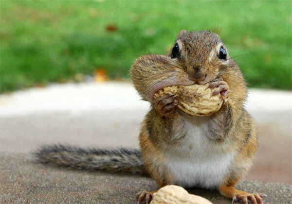 flying squirrels