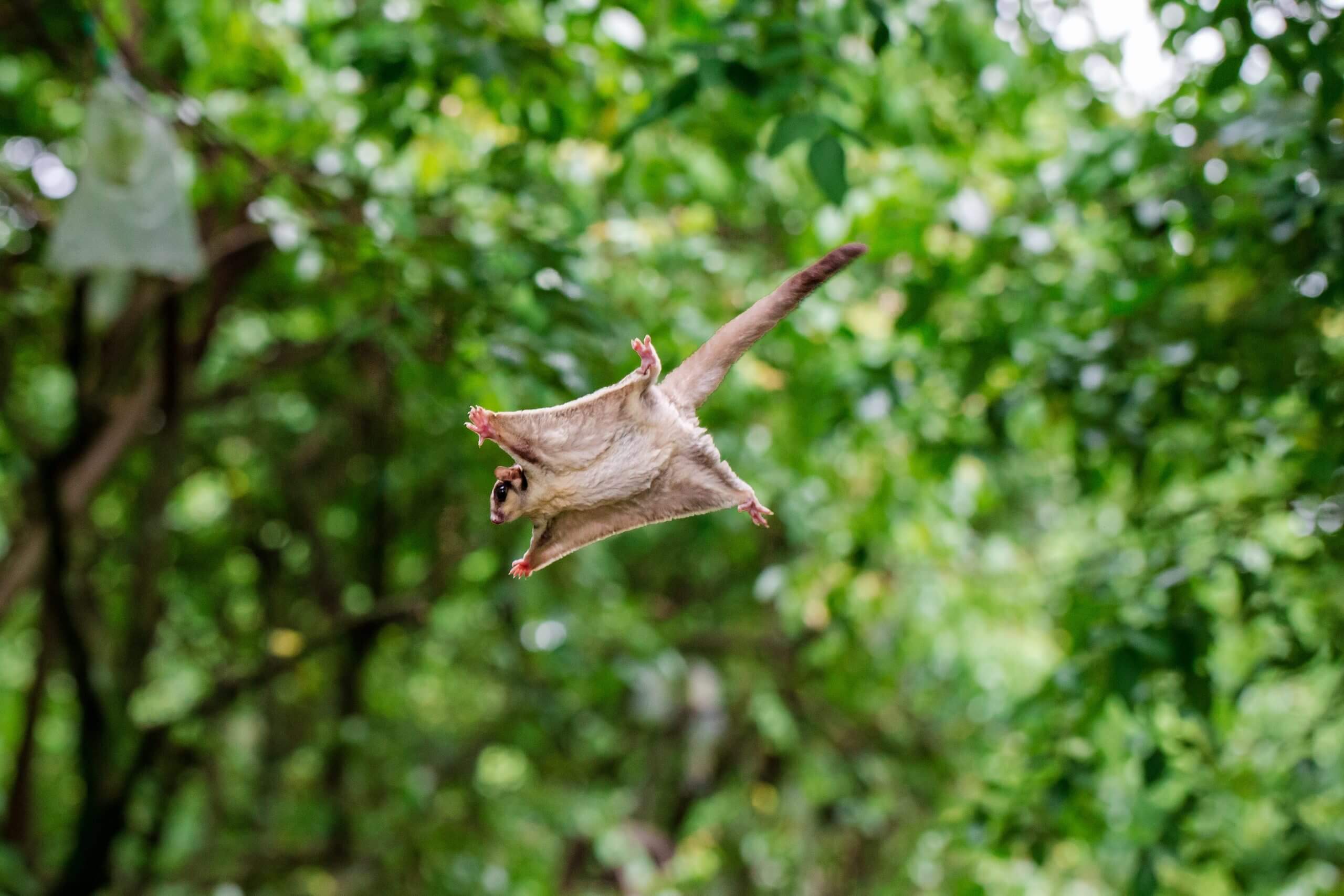 flying squirrels