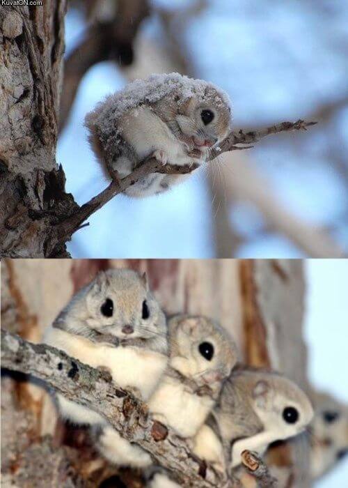 flying squirrels