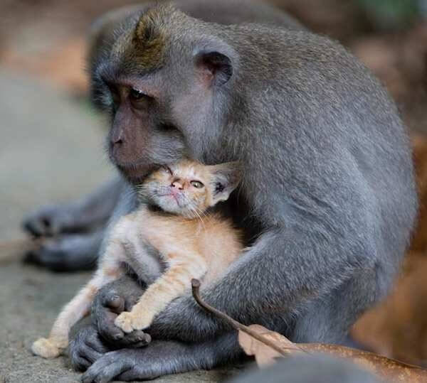 Monkey Adopts Little Kitten