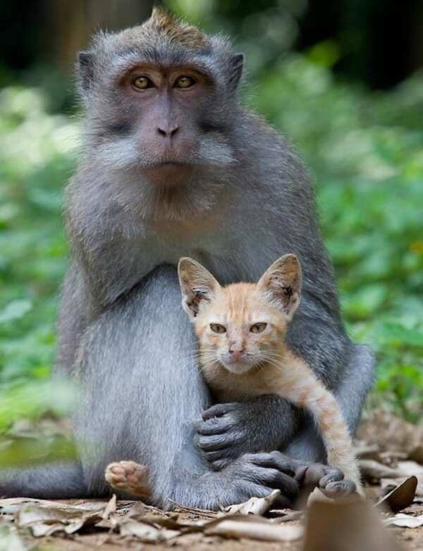 Monkey Adopts Little Kitten