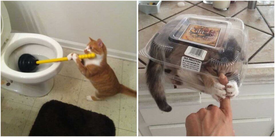 Cat Posts On Tumblr That Are Impossible Not To Laugh At