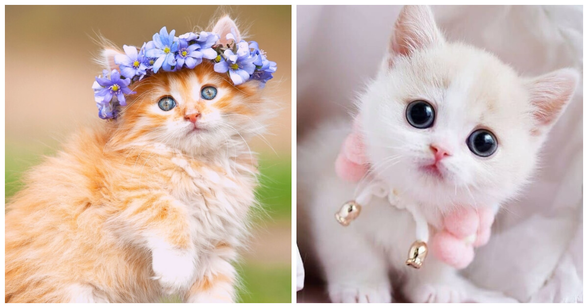 The Most Beautiful Cat Breeds That Will Lift Your Spirits
