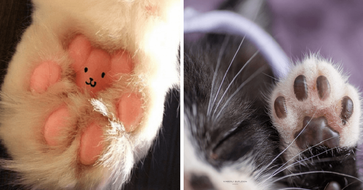 cat toe beans teddy bear