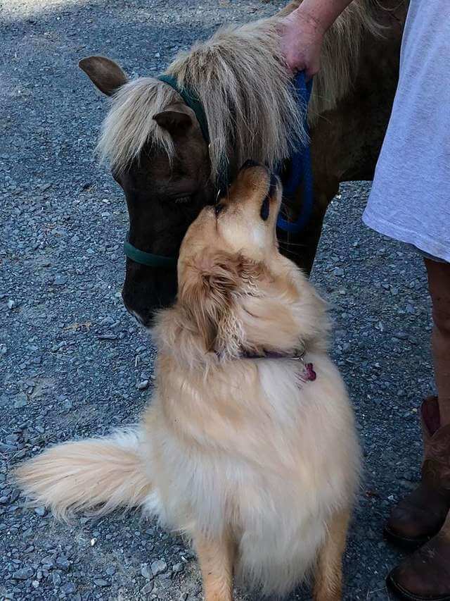 Touching friendship between dog and pony