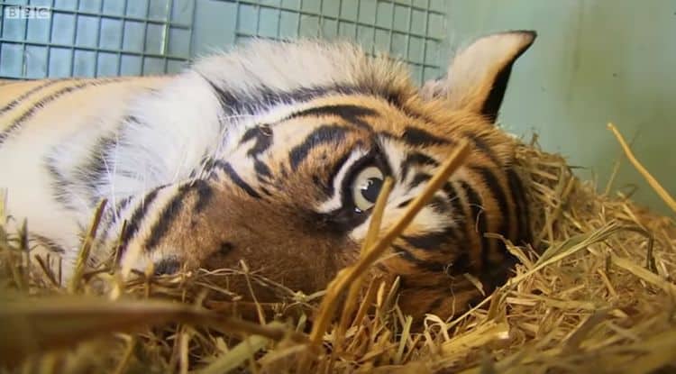 The miraculous resurrection of the tiger cub