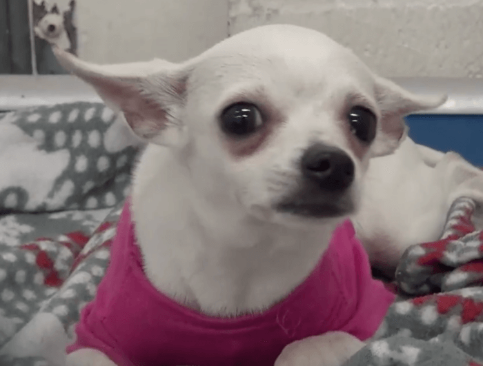 dumped chihuahua cries when sleeping