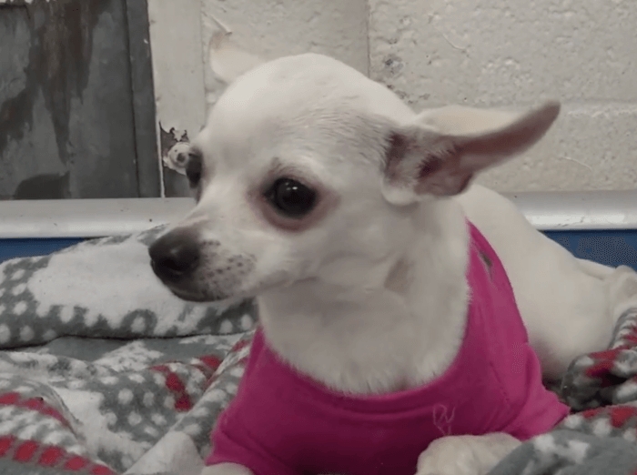 dumped chihuahua cries when sleeping