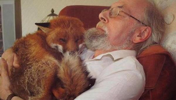 man saving fox