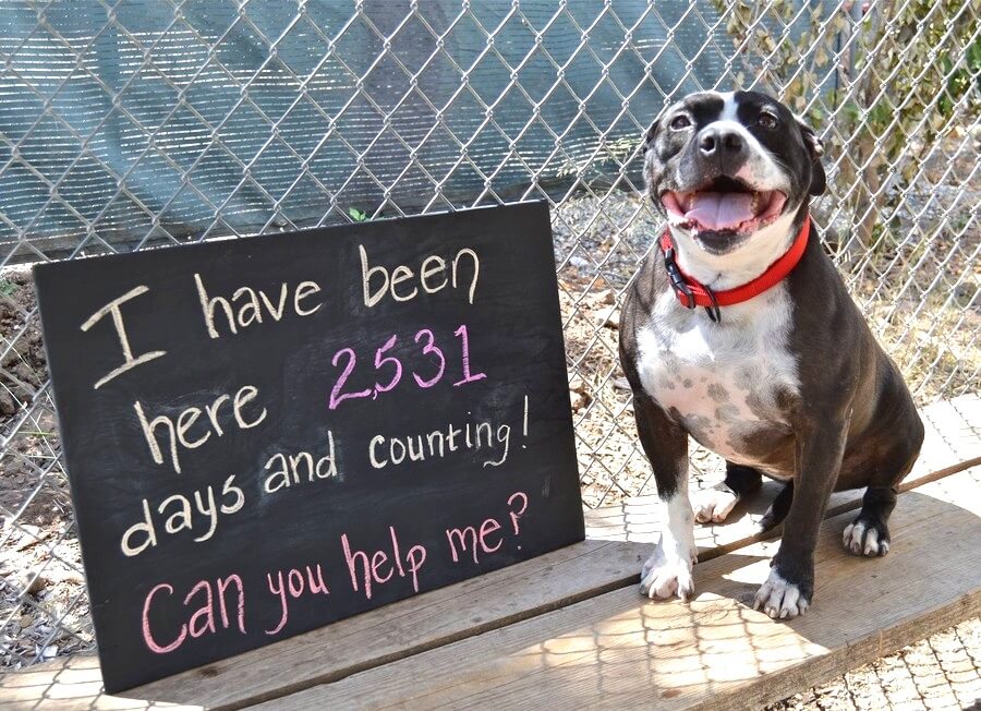 Dog wishes to be adopted
