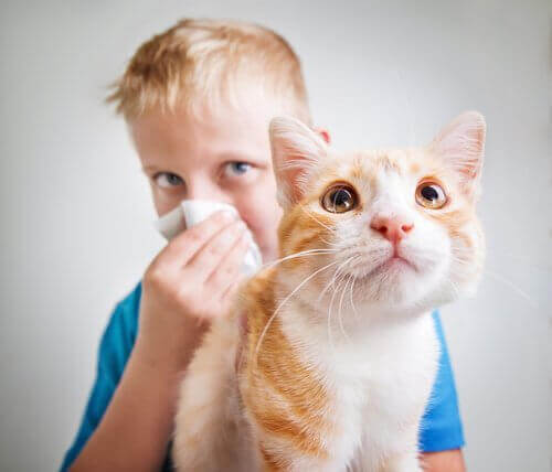 Vaccine That May Stop Cat Allergies