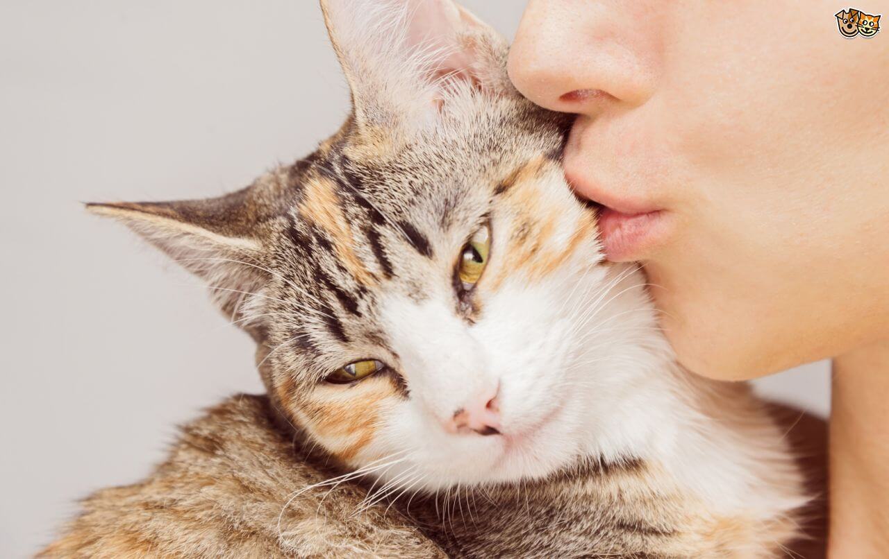 Vaccine That May Stop Cat Allergies