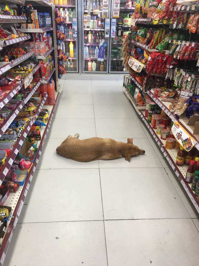 The store is open for stray dogs