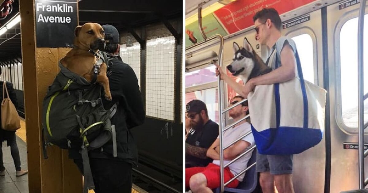 are dogs allowed on the subway in nyc