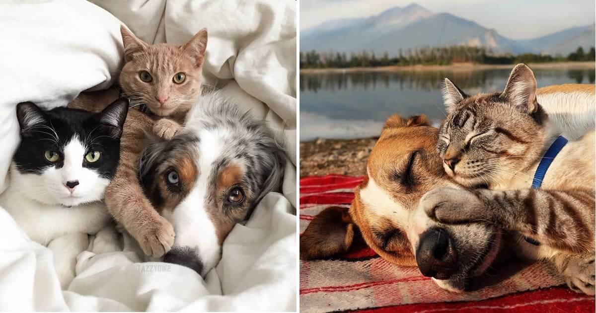 are dogs or cats more loving