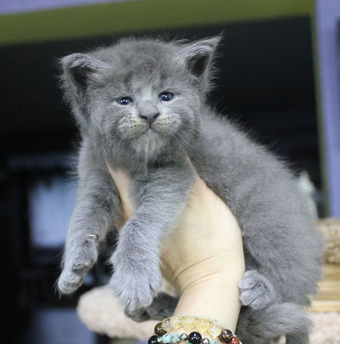 Maine Coon kittens 