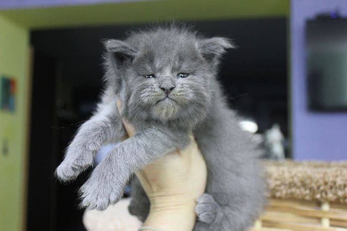 Maine Coon kittens 