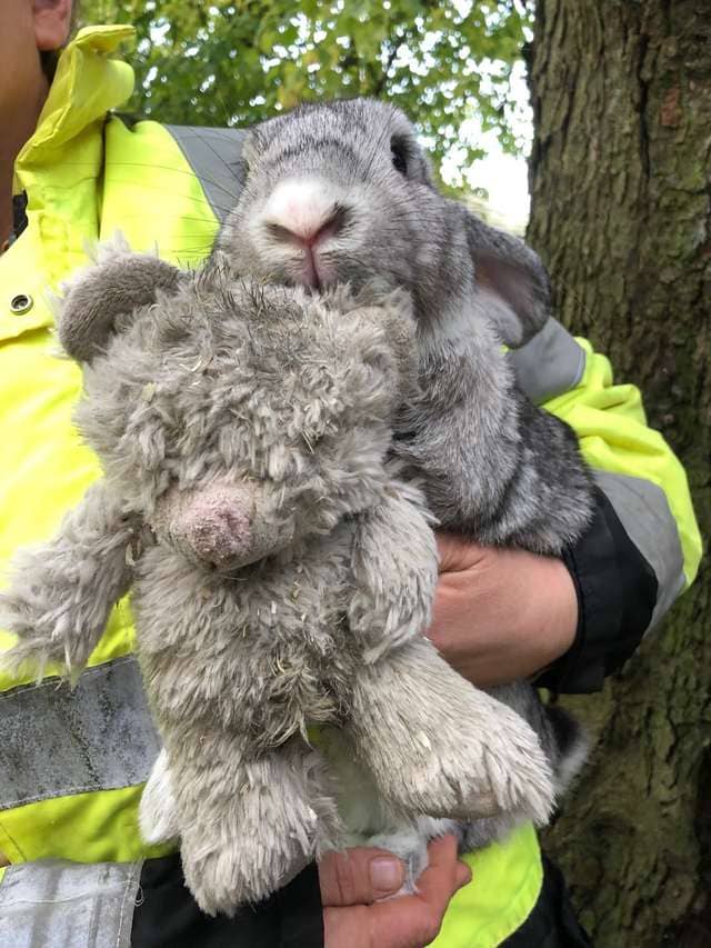 rabbit clings to teddy bear