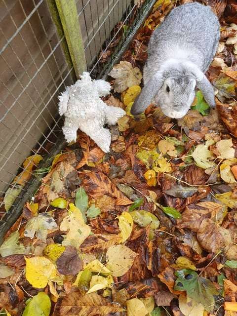 rabbit clings to teddy bear