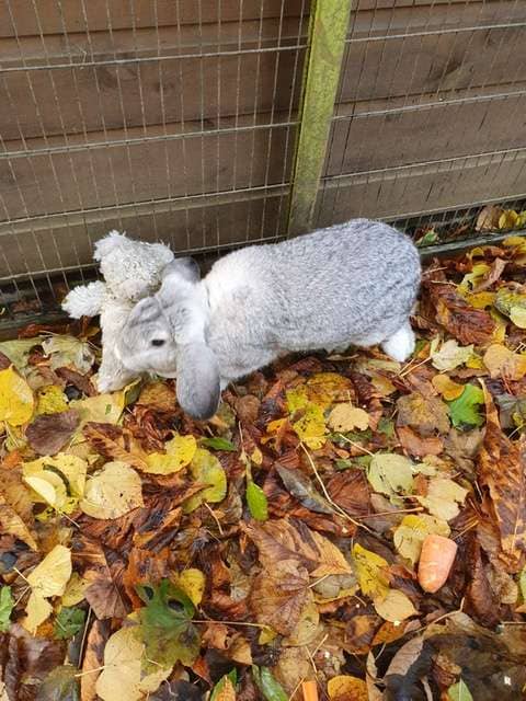 rabbit clings to teddy bear