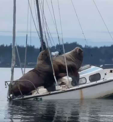 sea lions on boat