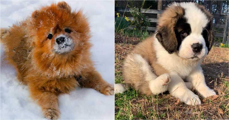 21 Adorable Dog Breeds That Make Us Think Of Teddy Bears