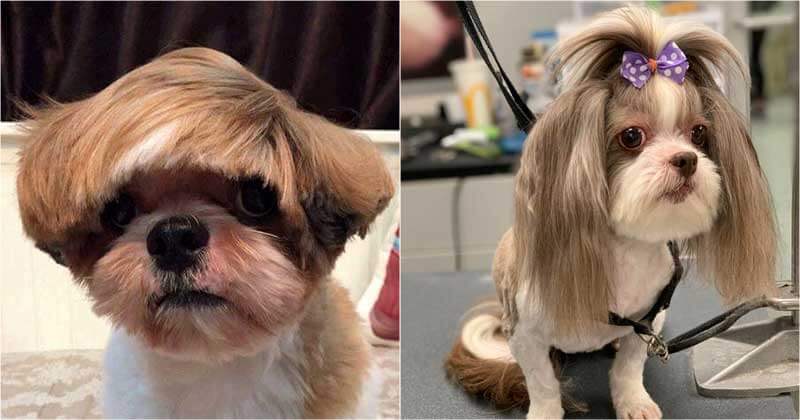 15 Funny Haircuts That Make Adorable Animals Look Almost Humans