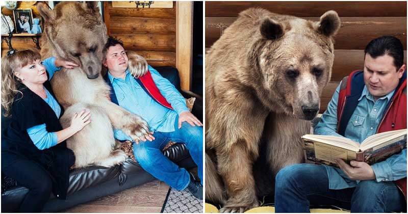 which family does bear belong to