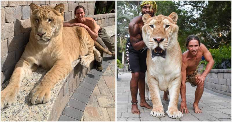 Weigh 319 Kg, Apollo The Lion-Tiger Crossbreed Is The Largest Cat On Planet