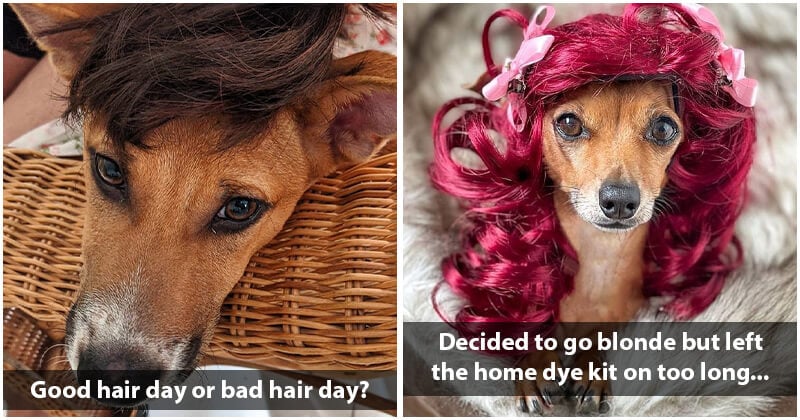 does hair keep dog cool