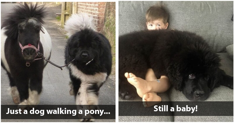 are newfoundlands smart