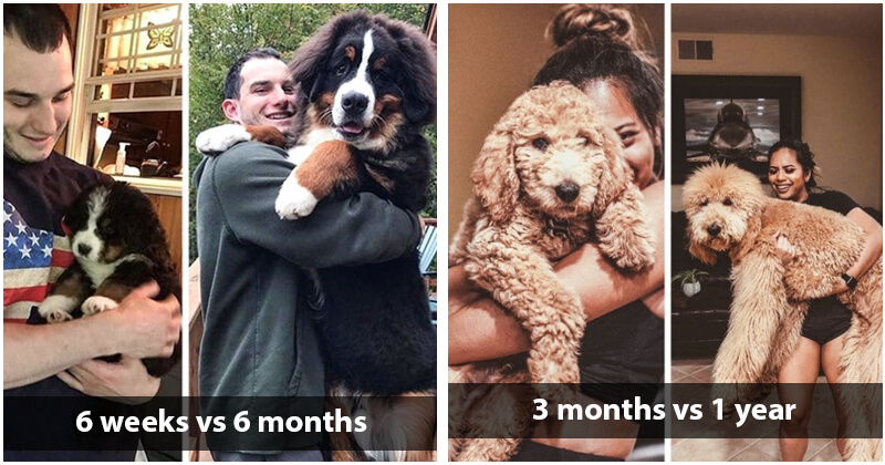 why do puppies grow so fast