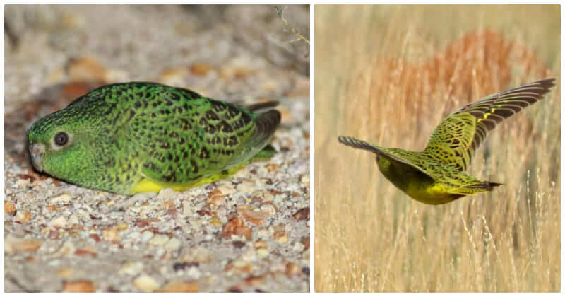 For The First Time In 100 Years, Night Parrot Thought To Be Extinct Is Seen Again In WA!