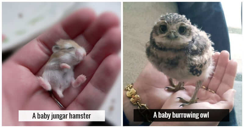 20 Tiny Baby Animals Who Look So Adorable And Pure, Meet Them Now!