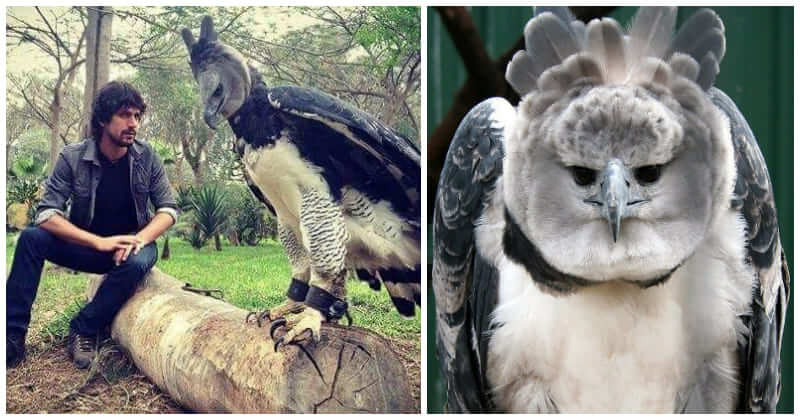 Harpy Eagle Is World's Largest Eagle, People Even Think It's A Person ...