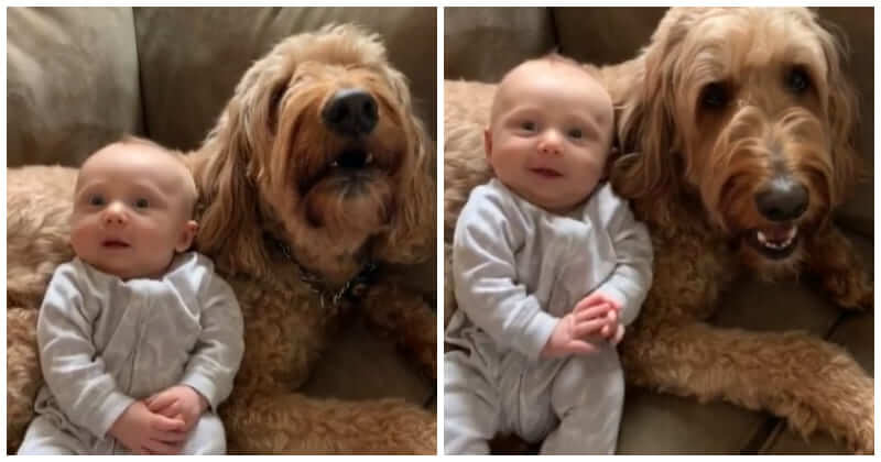 do dogs understand baby talk