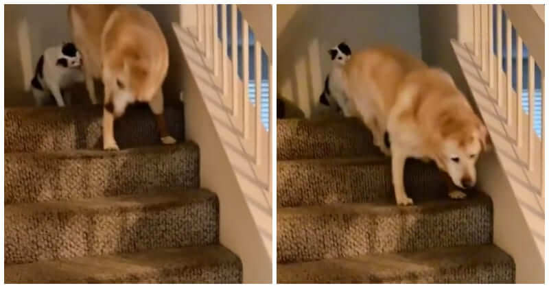 how to get old dog up and down stairs