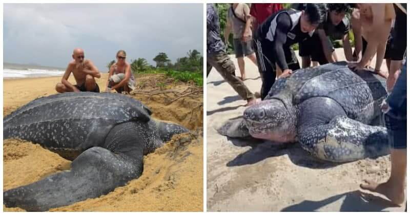 Leatherback Turtle, Biggest Turtle In The World