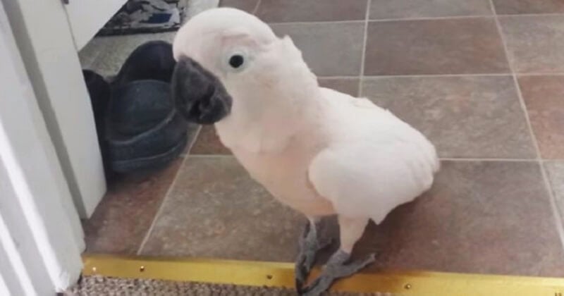 Parrot Complains To His Human About The House Cat - The Conversation Is  Hilarious!