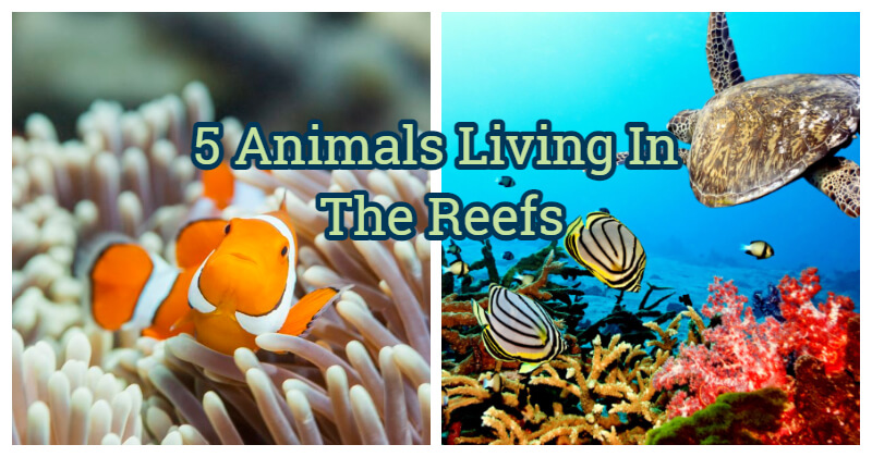 5 Amazing Animals With Their Habitat That Is The Coral Reef