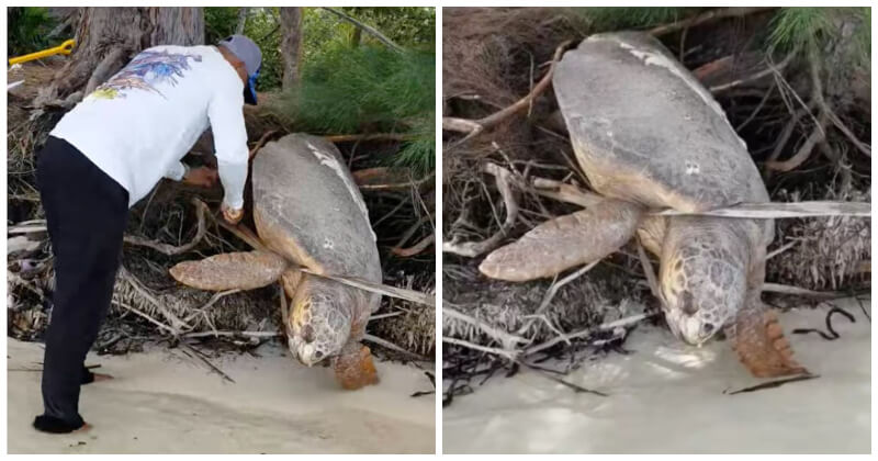 Dead' Sea Turtle Is Miraculously Revived After Being Trapped On Land