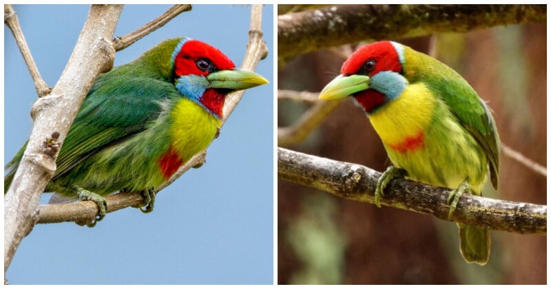 can a barbet live in peru