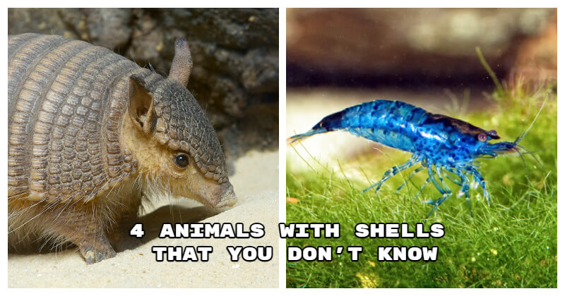 animals with shells