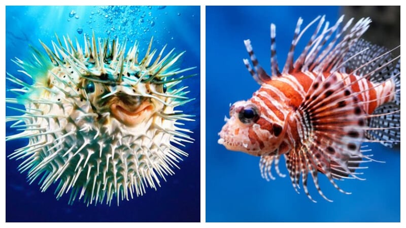 animals under the sea